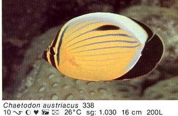 Chaetodon austriacus
